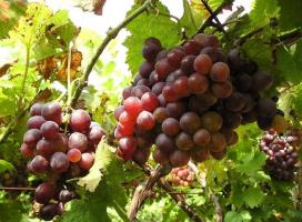 Yummy Grape 